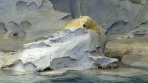 Snow, a famous polar bear, settles in at Reid Park Zoo